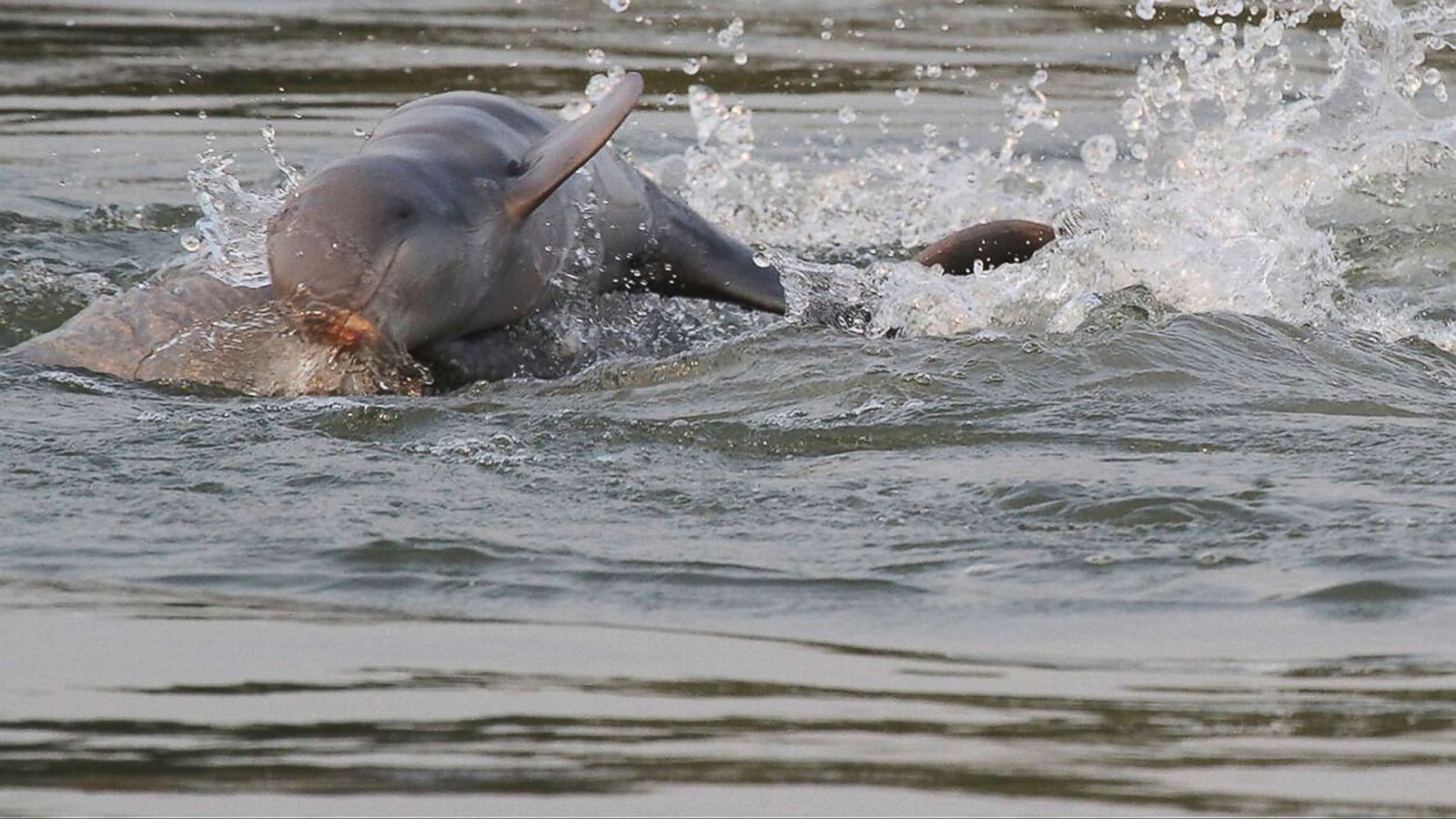 Dolphin Habitat Site